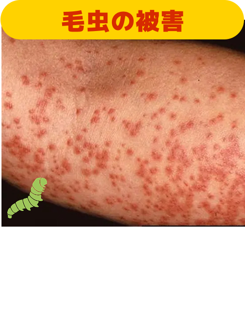 実例の写真1