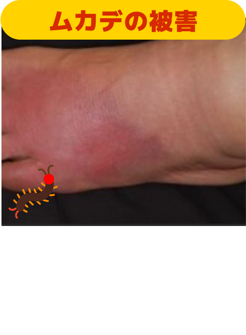 実例の写真3